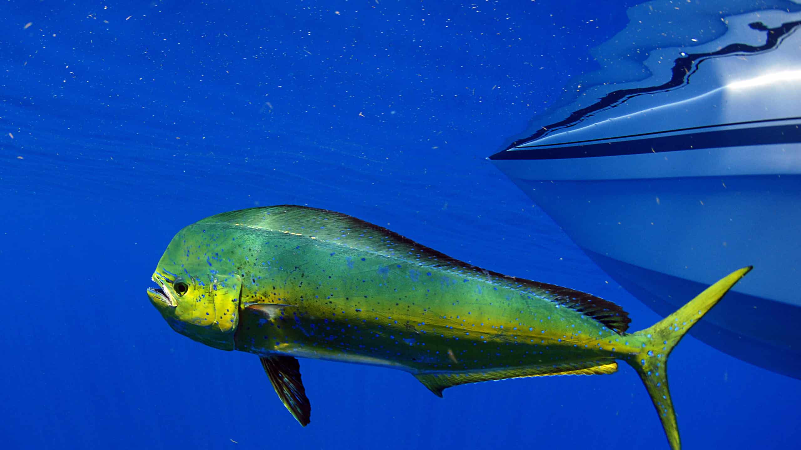 mahi-mahi