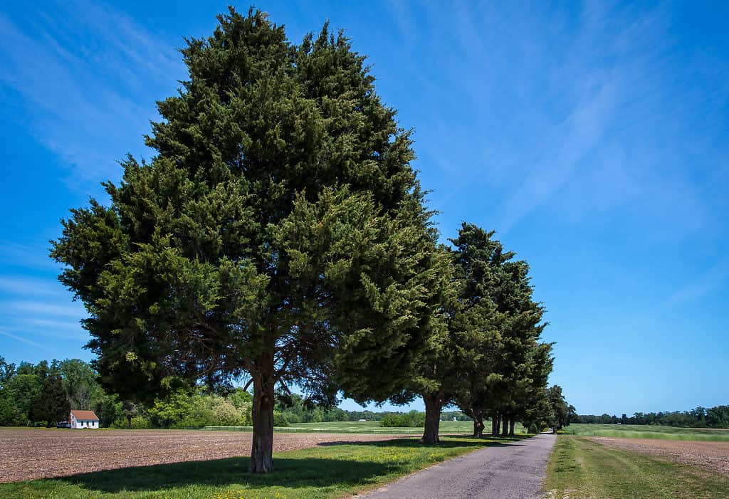 Eastern redcedar (Juniperus virginiana) growing along a road.