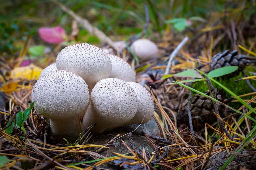 Common puffball (Lycoperdon perlatum) mushrooms