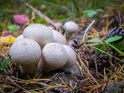 A Are Backyard Mushrooms Poisonous? Everything You Should Know