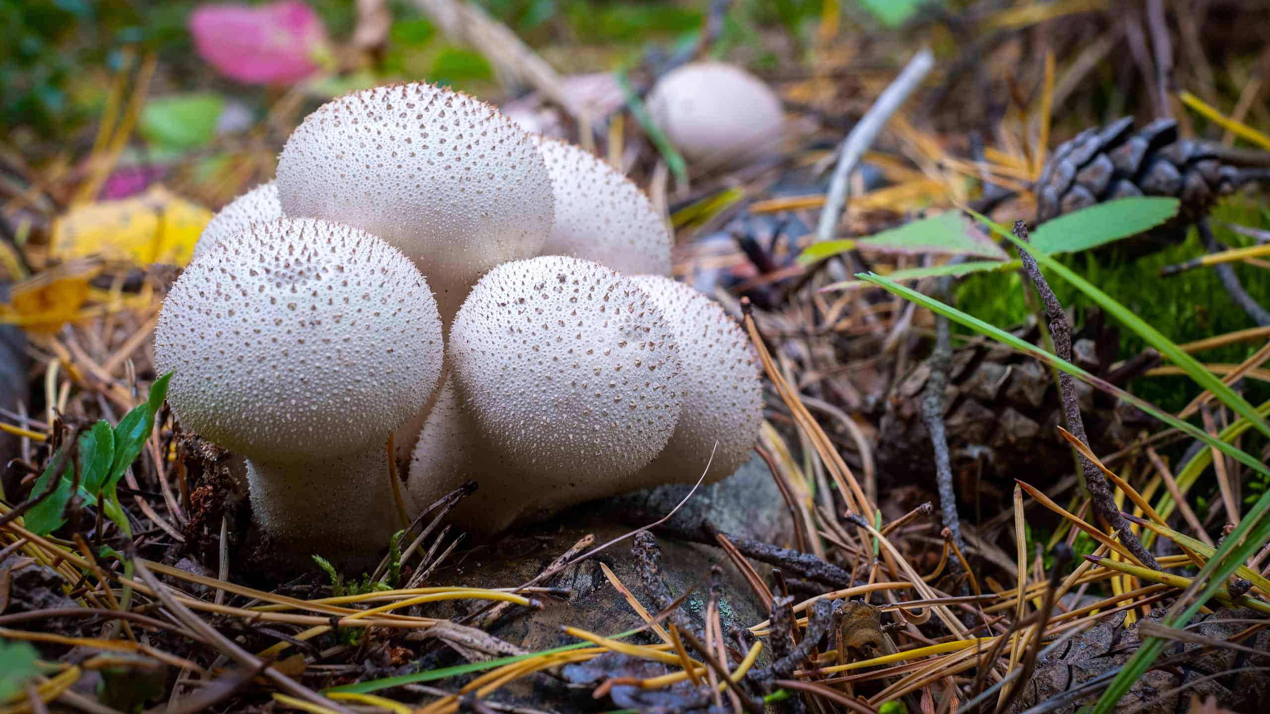 Are Backyard Mushrooms Poisonous? Everything You Should Know - AZ Animals