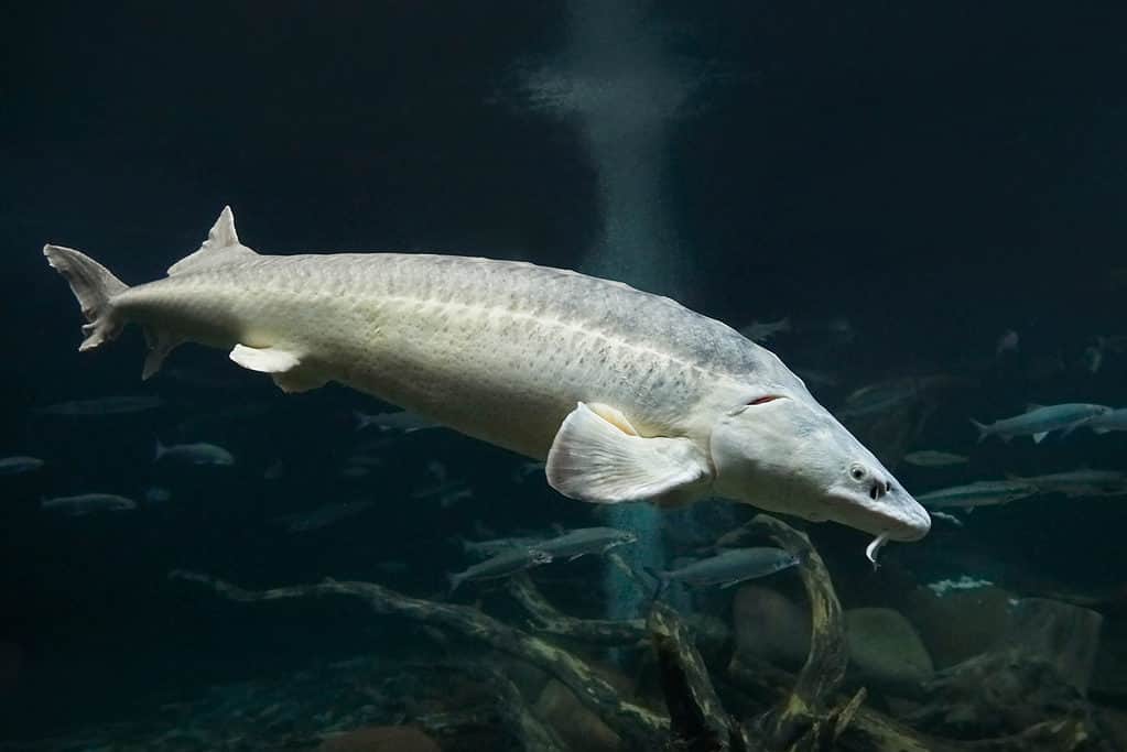 North America's largest freshwater species, the White Sturgeon. A true