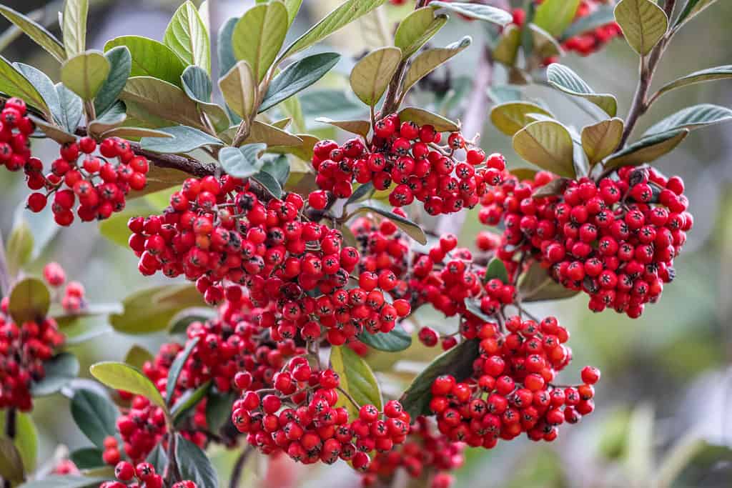 Firethorn fruit in tree