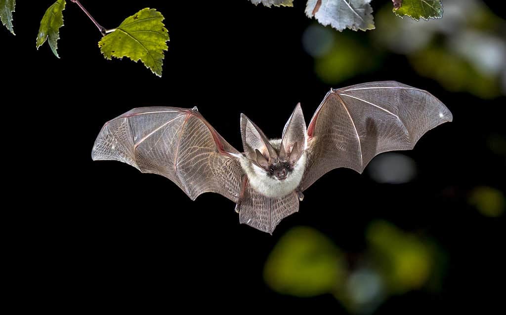 Flying Bat Hunting in Forest