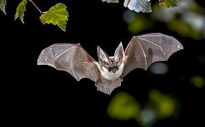13 Bats in Ohio: Most Common Type and Risks Picture