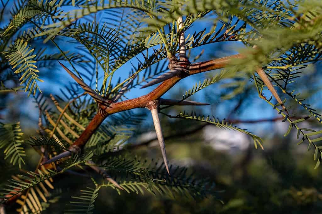 The branches on the white-thorn acacia tree are protected with white thorns measuring up to an inch long. 