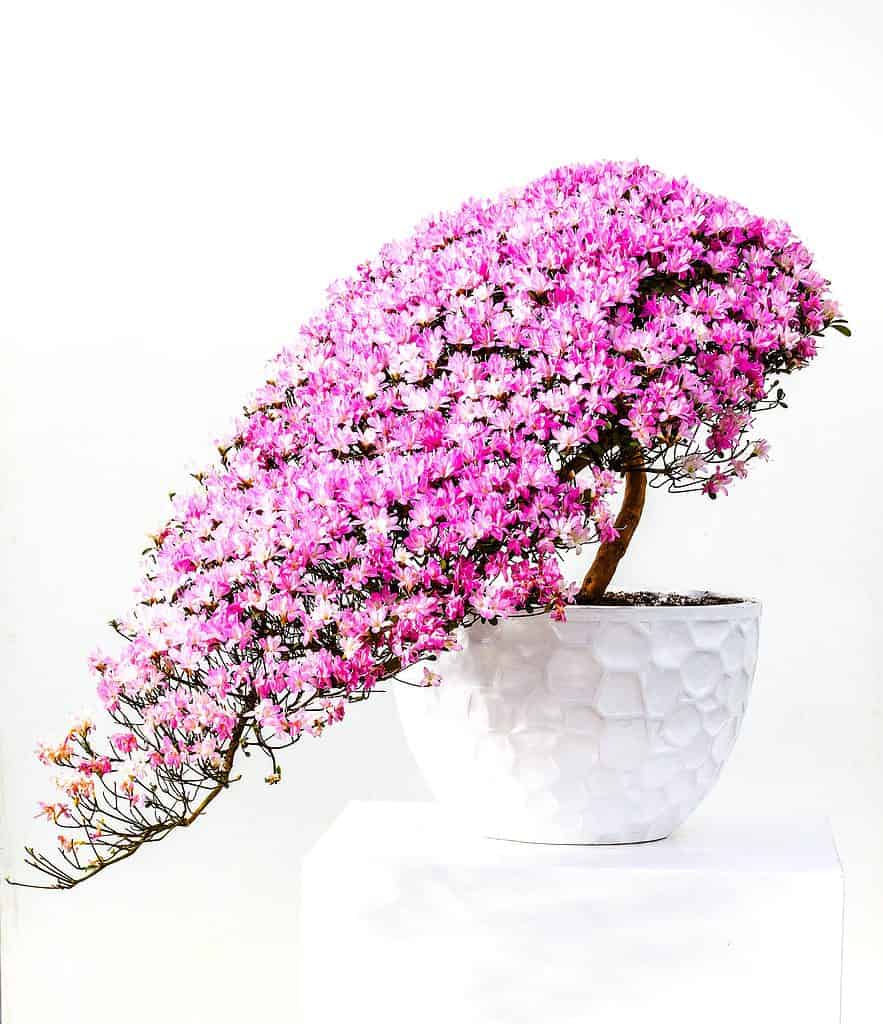 Semi-cascading pink azalea bonsai