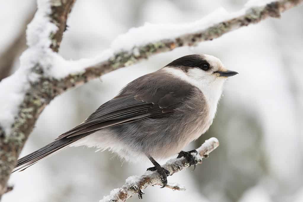 グレイジェイ：カナダの国鳥 | Oneechanblog