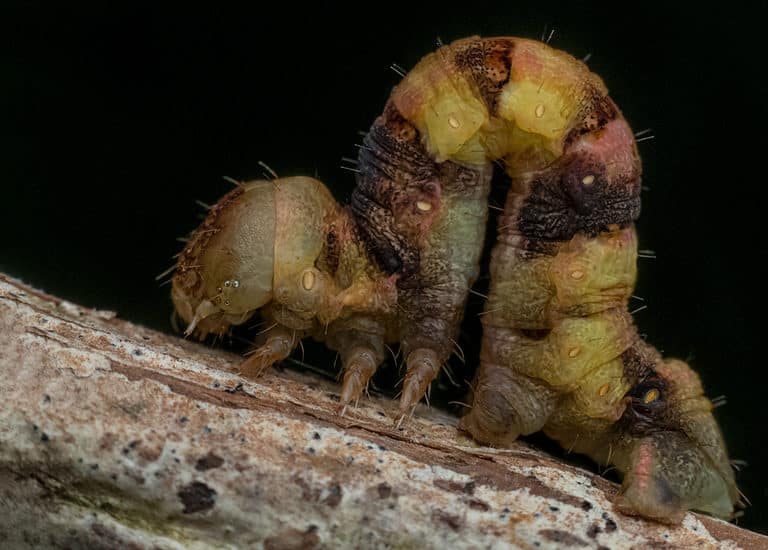 Inchworm caterpillar