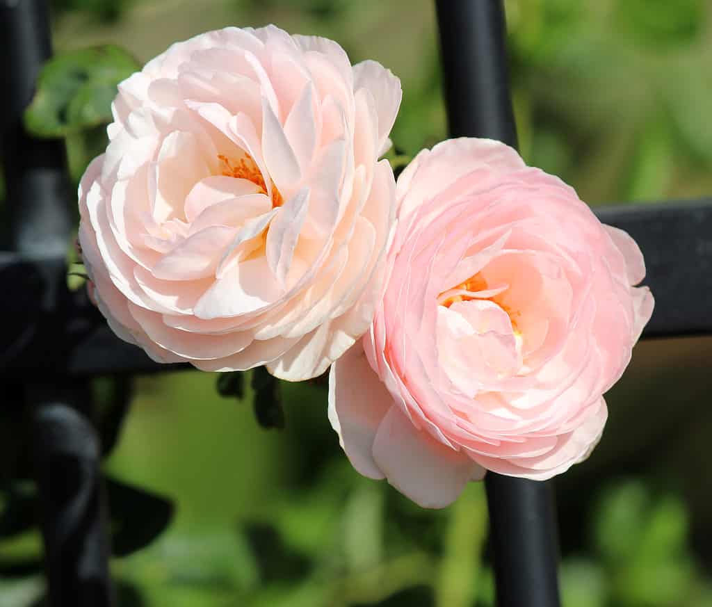 A closeup of the beautiful English Heritage rose with light pink petals