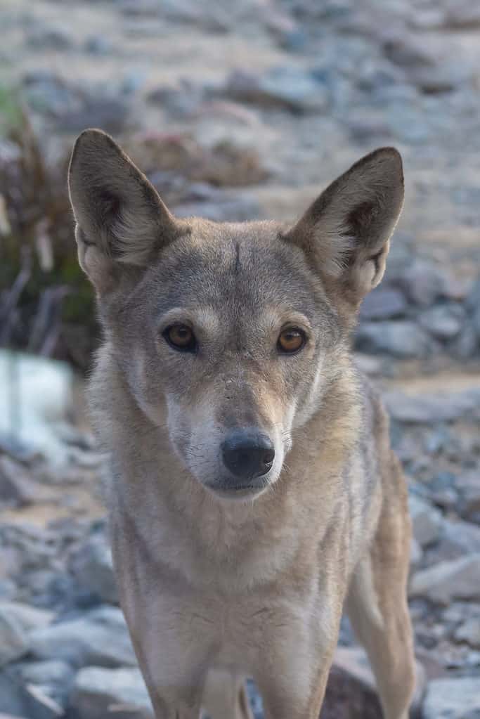 Arabian wolf