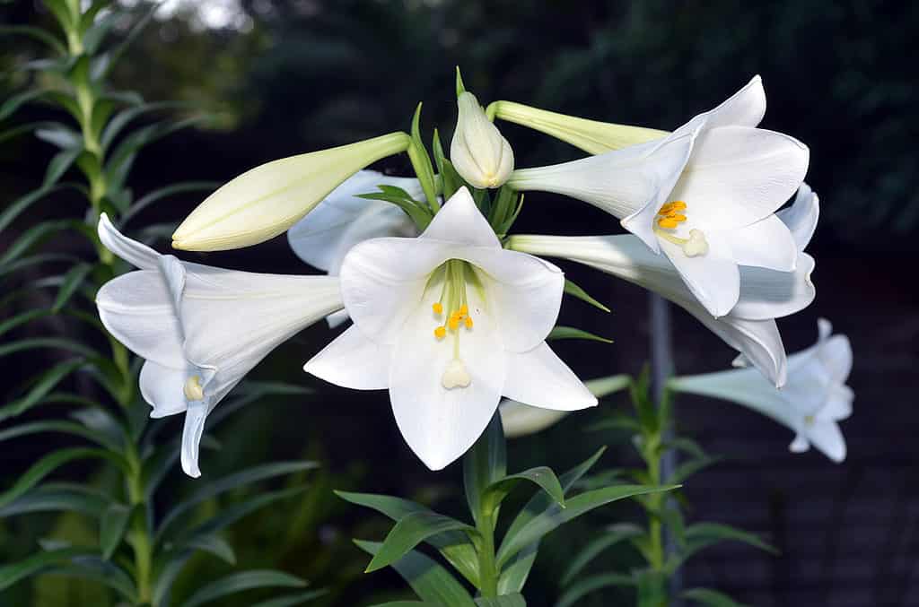 Easter Lilies