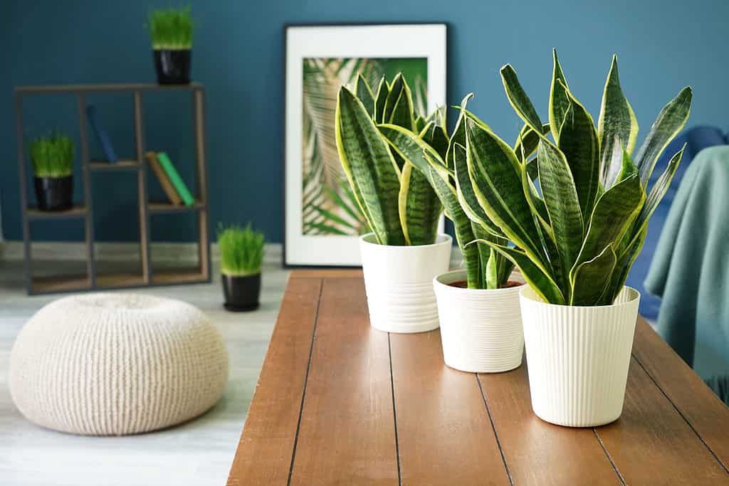 Sansevieria plants on table in modern room