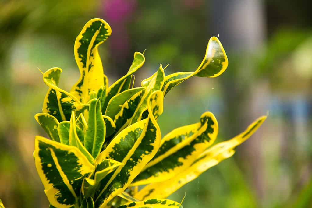 Codiaeum variegatum ,Close up of Croton, Codiaeum variegatum and blurred background.