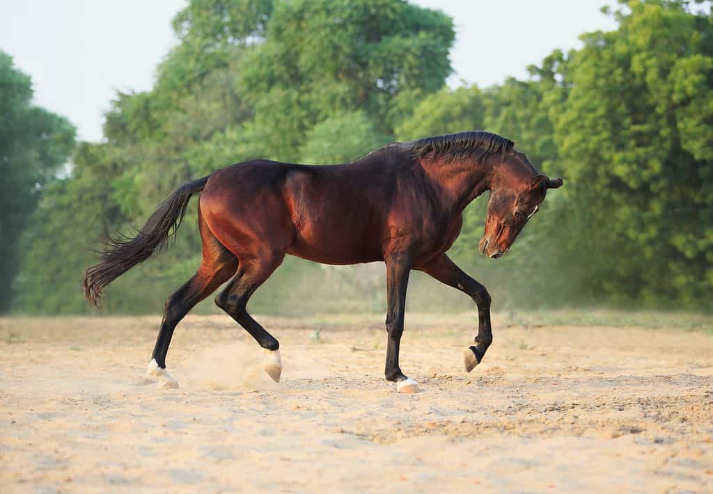 Stallion running on sand with trees in the background