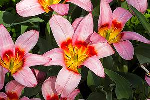 5 Tulips That Are Perfect to Grow in Wisconsin Picture