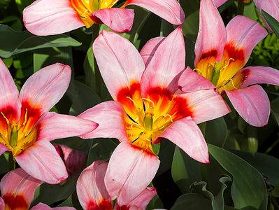 A 5 Tulips That Are Perfect to Grow in Wisconsin