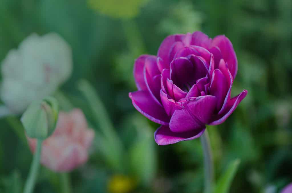 Close-up of a violet Blue Spectacle peony tulip