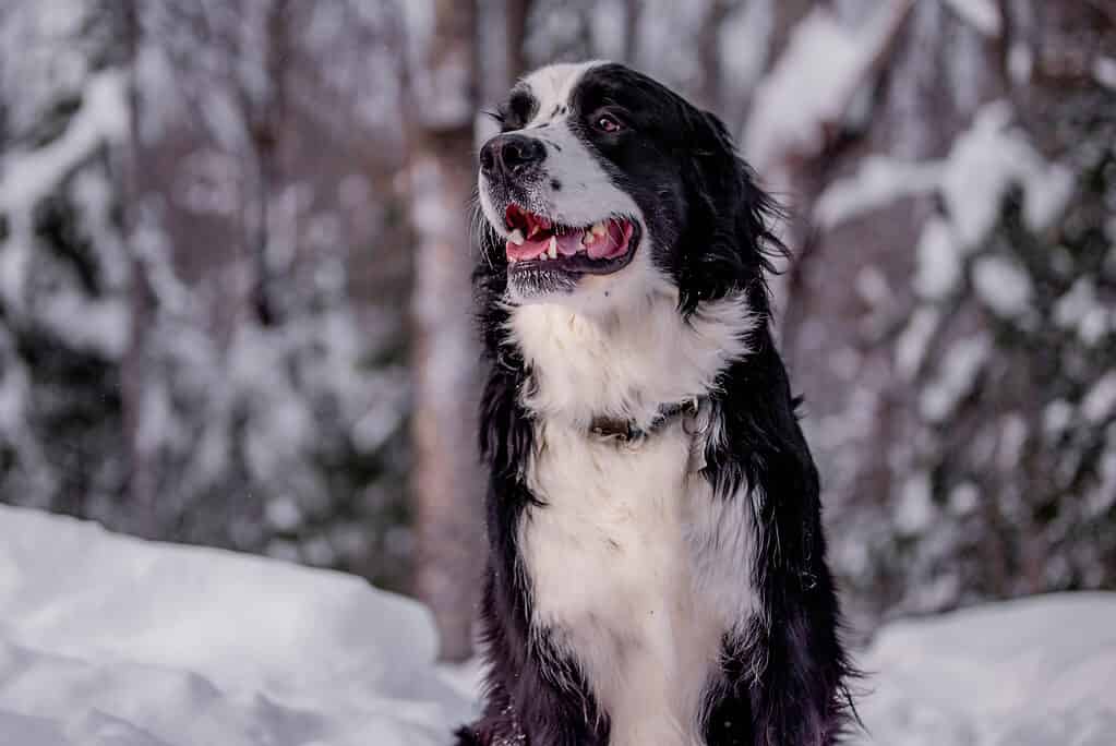 Bernfie in the snow
