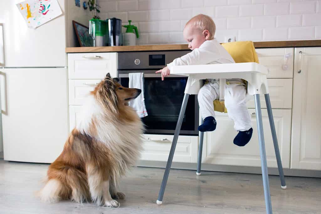 Baby in a high chair with dog sitting nearby hopeful for food