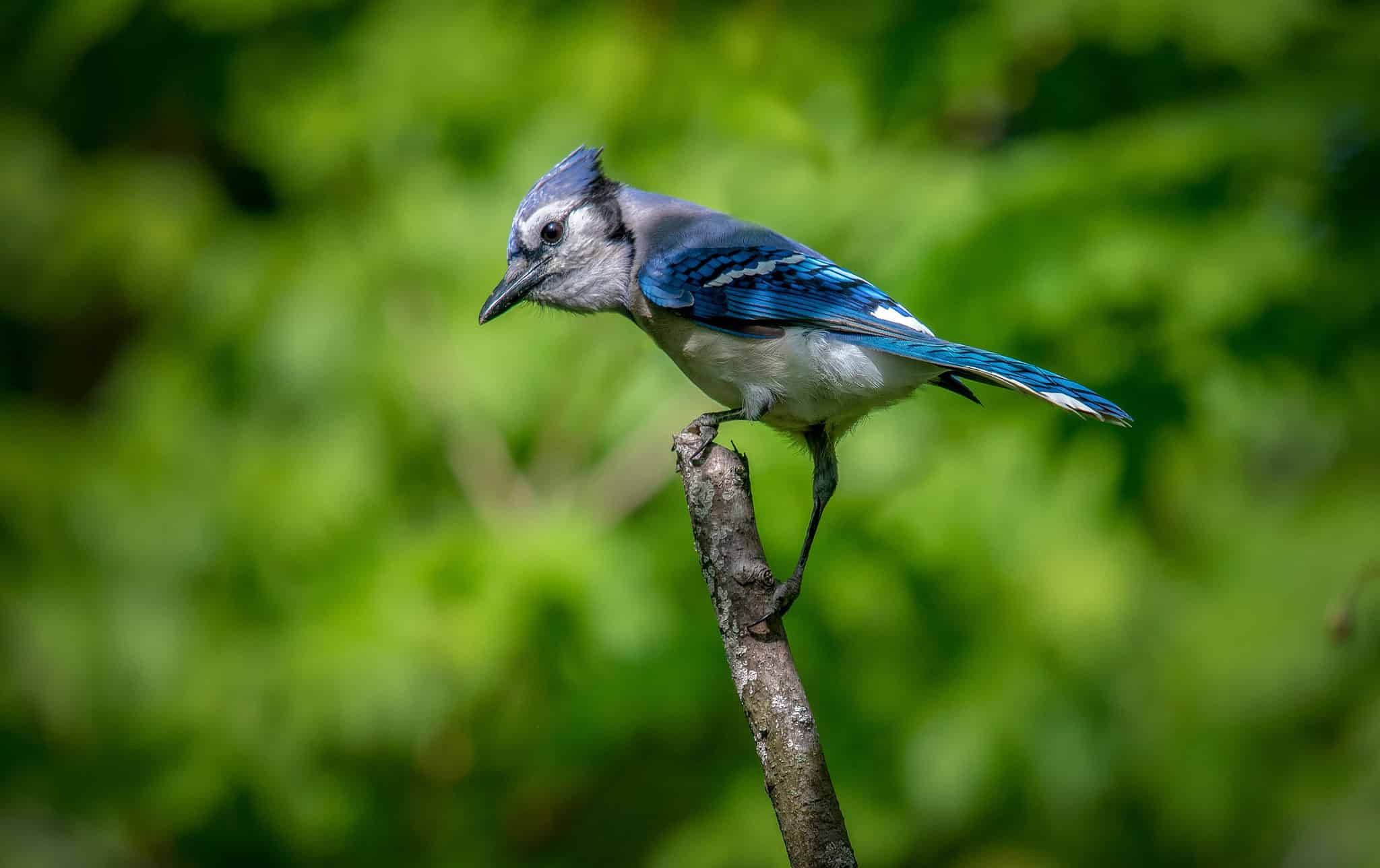 discover-10-blue-birds-in-ohio-unianimal