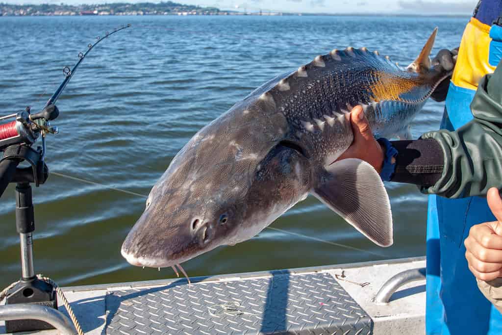 White sturgeon fishing catch and release