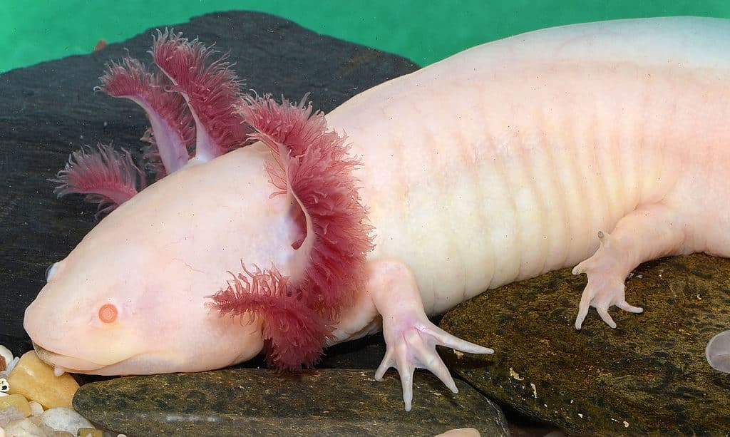 white albino axolotl