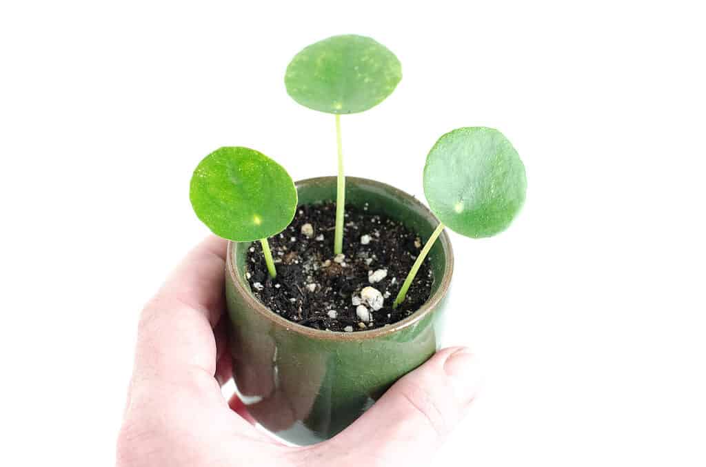 Closeup of pilea peperomioides Chinese money friendship UFO plant potted houseplant propagated cuttings in green stoneware planter isolated on white background being held by a left , light-skinned human hand.