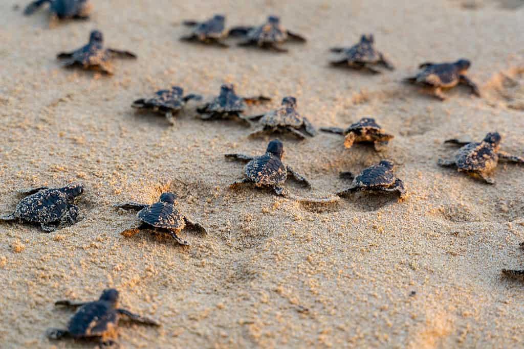 Baby sea turtles running towards ocean