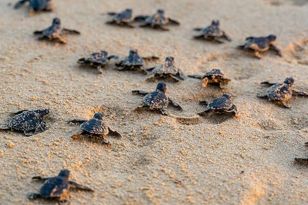 Baby sea turtles running towards ocean.