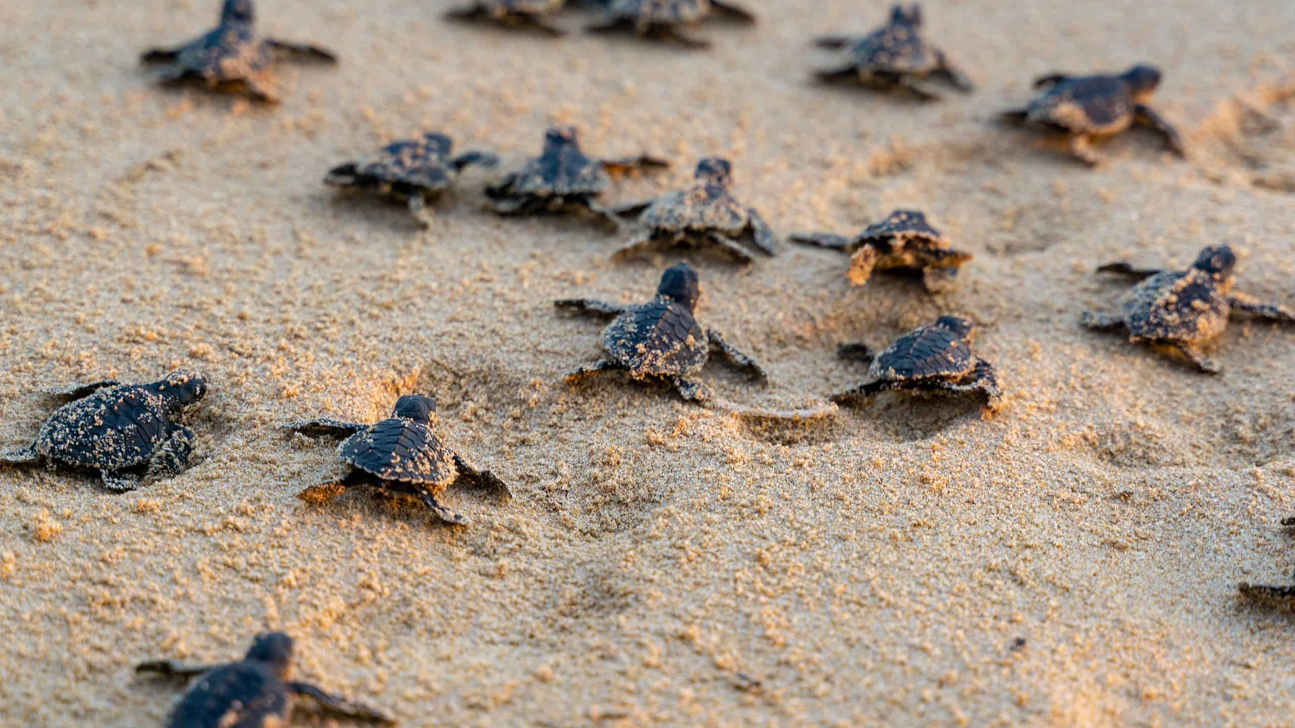 See Hundreds of Baby Turtles and Sprint For The Ocean Animals