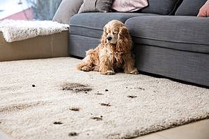 8 Best Rugs for Dogs Picture