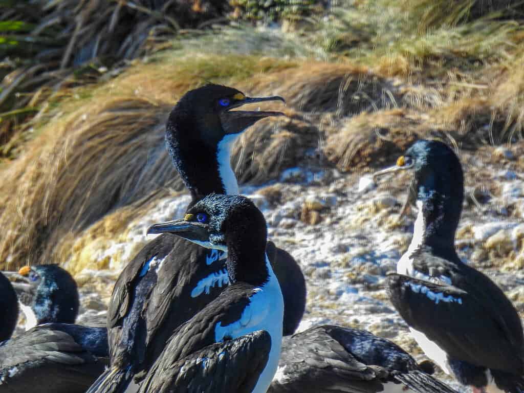 Rough-faced Shag