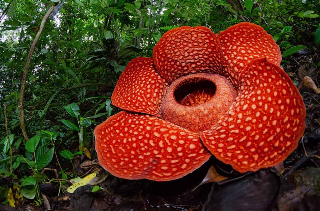 The Large, Smelly Rafflesia Bloom