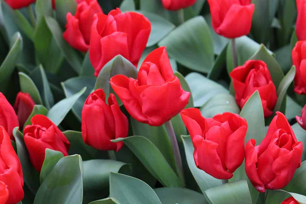 Bed of blooming Red Riding Hood Tulips