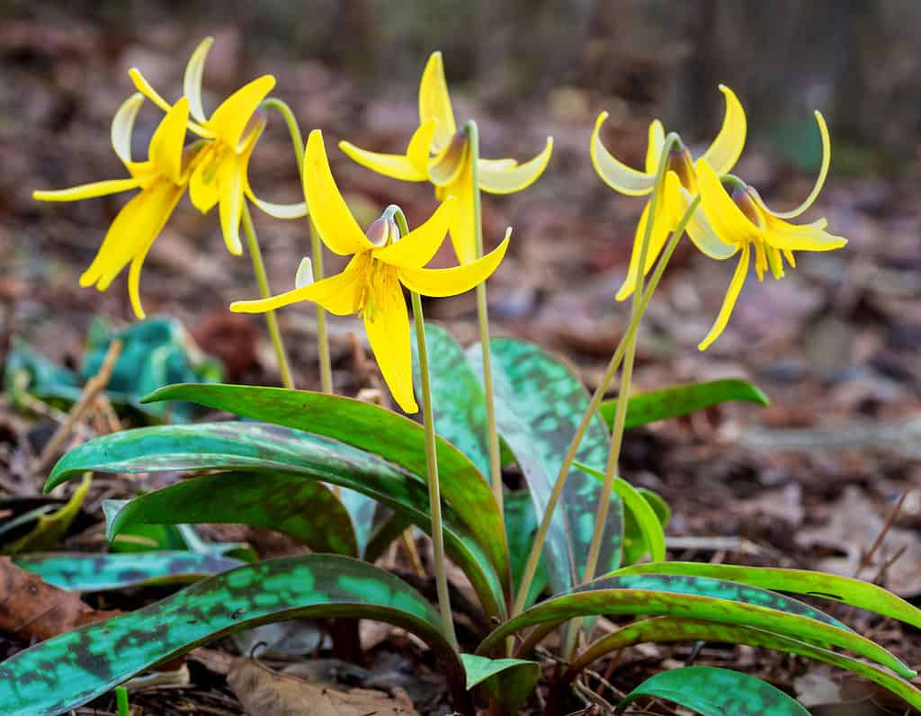 Yellow Trout Lily