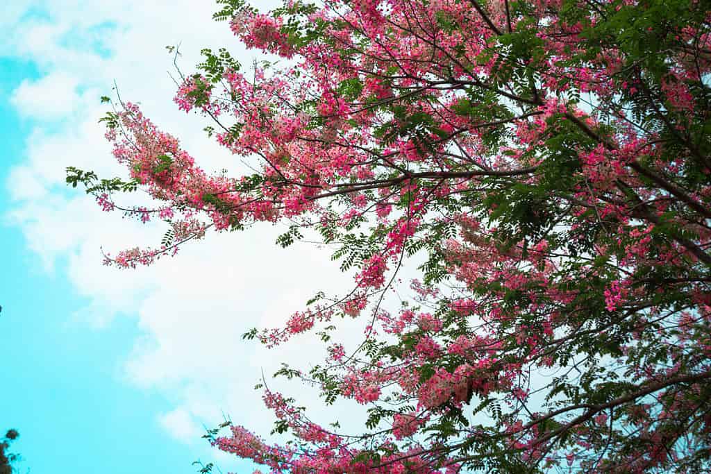 Pink and White Blooms of the Palawan Cherry Blossom Tree