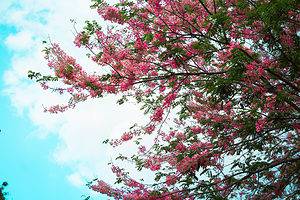 Can Cherry Blossom Trees Grow in Florida? It Depends on Where You Are Picture