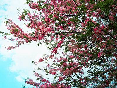 A 10 Incredible Trees Native to the Philippines
