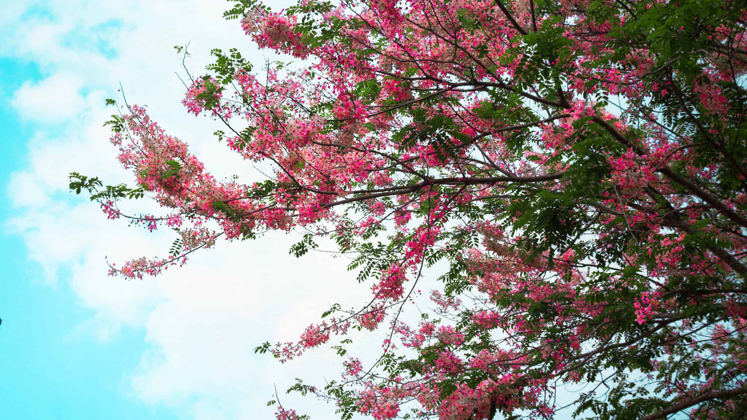 10 Incredible Trees Native To The Philippines - Az Animals