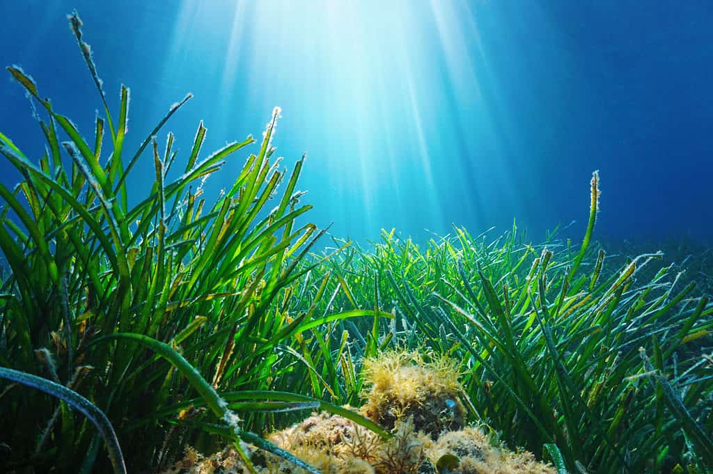 Neptune seagrass Posidonia oceanica Neptune Grass
