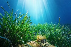 The Importance of Seagrass Beds and the Animals You’ll See There Picture