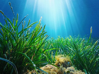 A The Importance of Seagrass Beds and the Animals You’ll See There