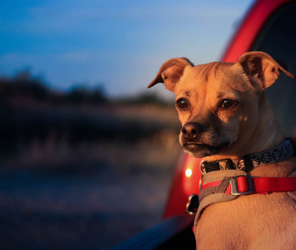 A chipit in a harness