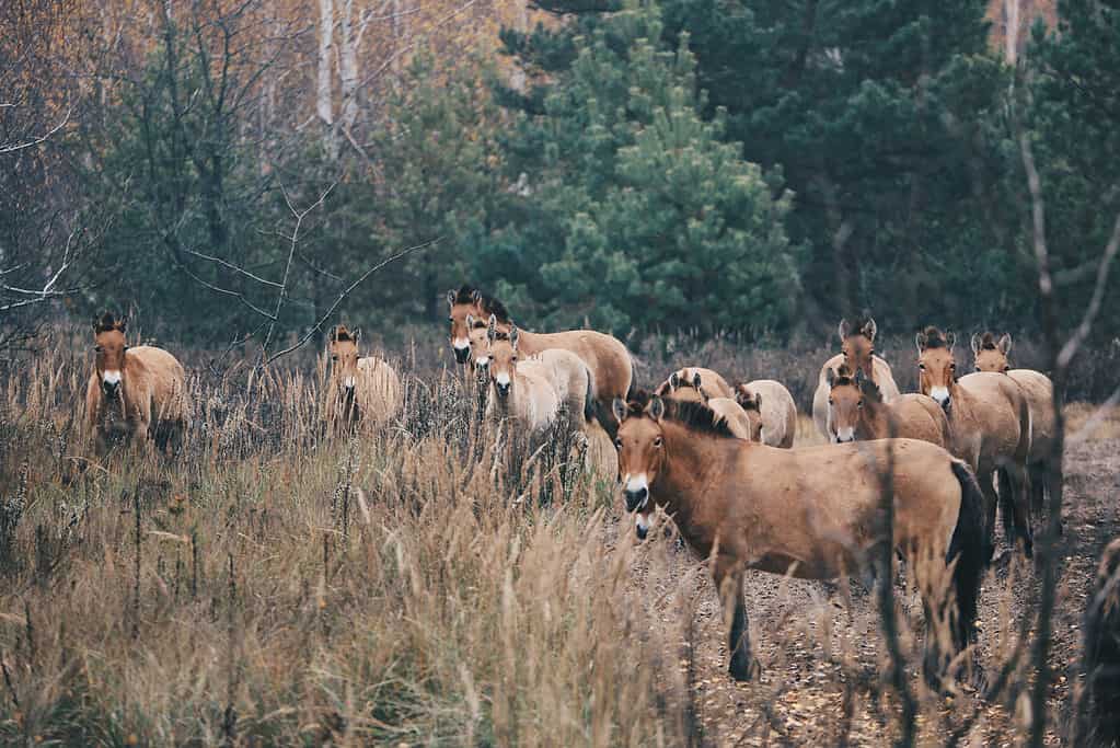Wild horses in Chernobyl
