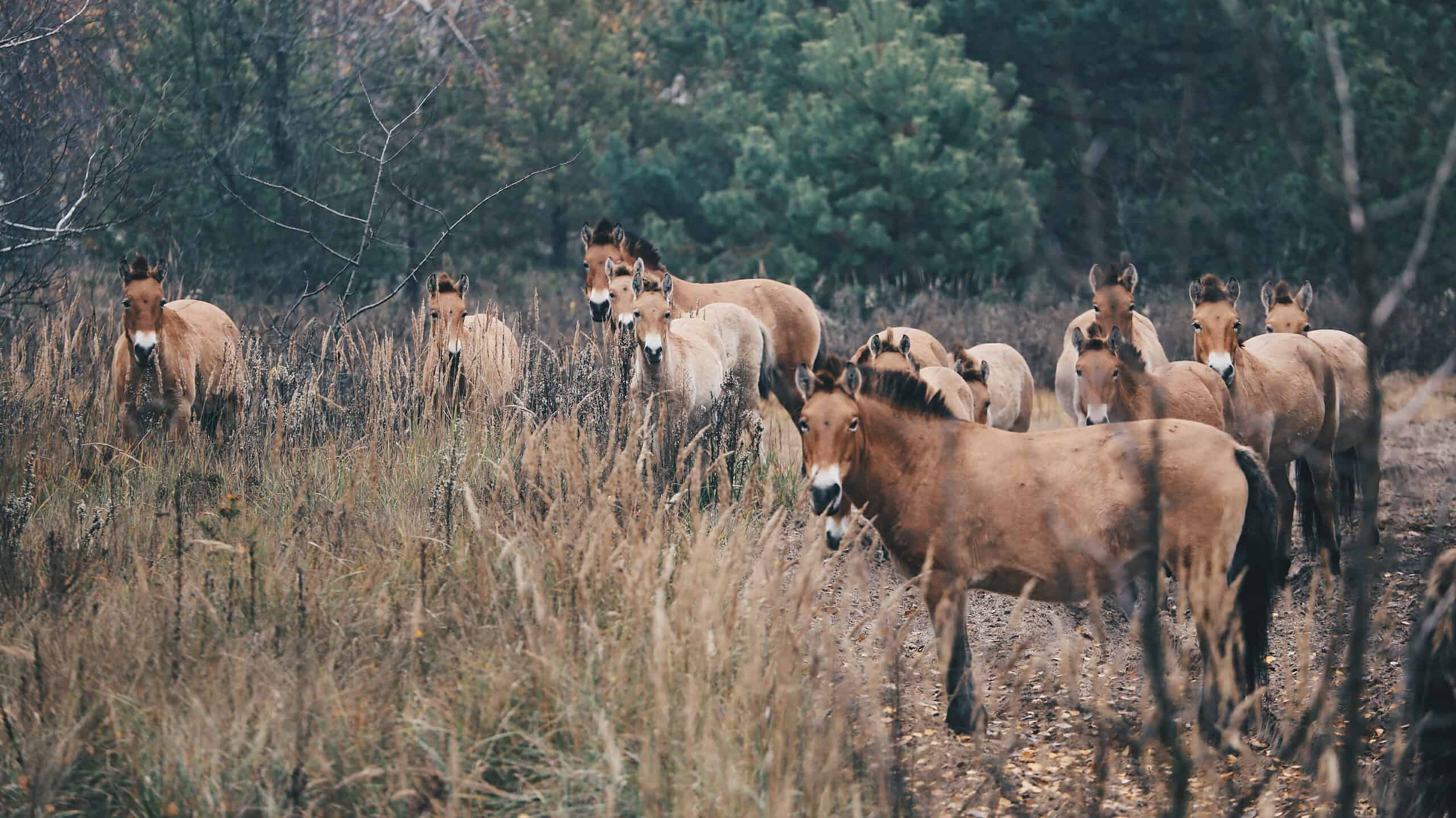 Wild horses in Chernobyl