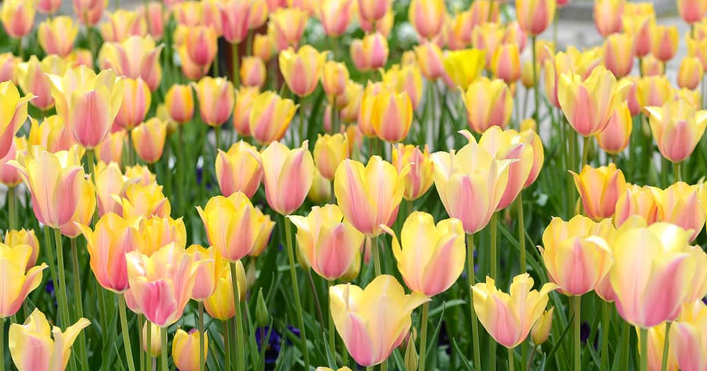 Field filled with yellow and pink Blushing Lady Tulips in bloom