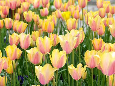 A 9 Eye-Catching Types Of Yellow And Pink Tulips