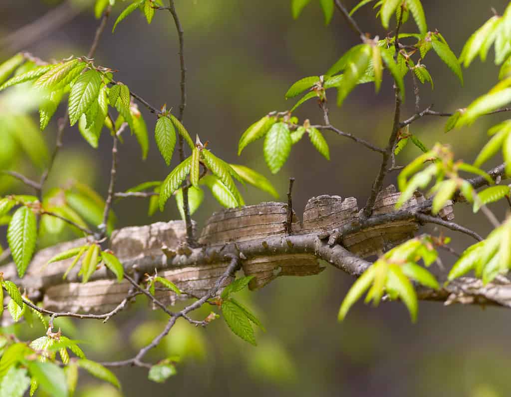 winged elm