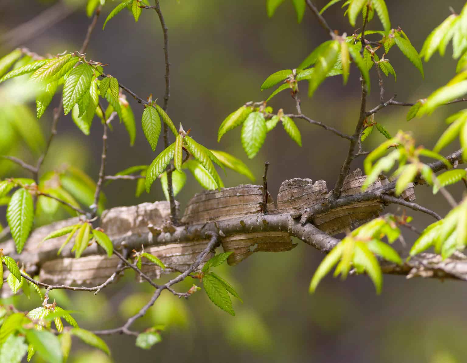 15 Beautiful Trees Native to Louisiana AZ Animals